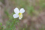 Panhandle meadowbeauty